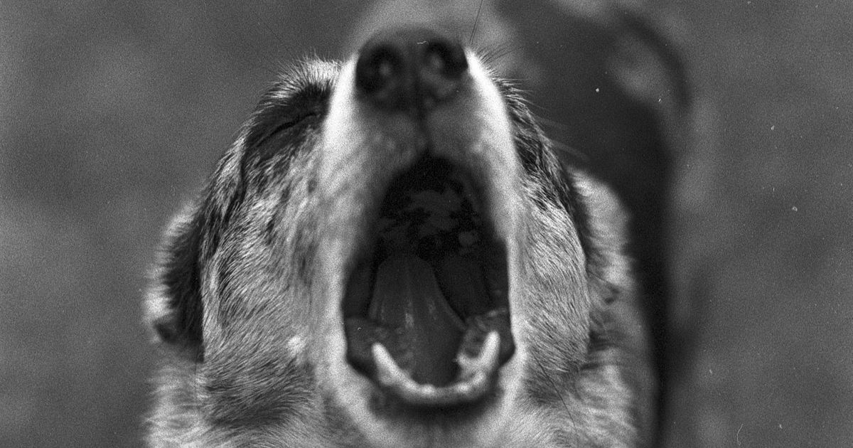 Dog Bark Translator: What Your Dog's Bark Really Means