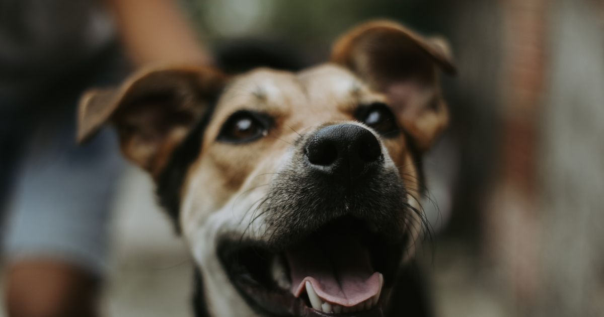 Dog Body Language: 12 Signals and What They Really Mean