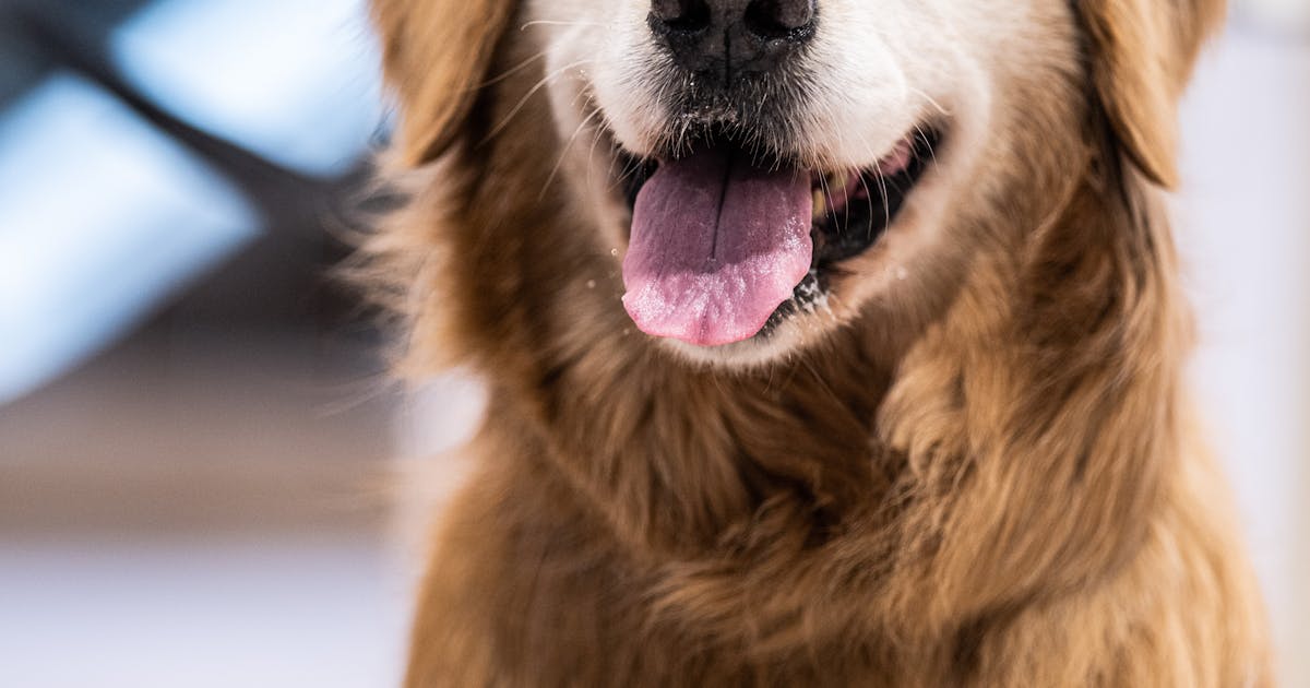 Dog to Human Translator: Decoding Whines, Growls, Howls & Barks