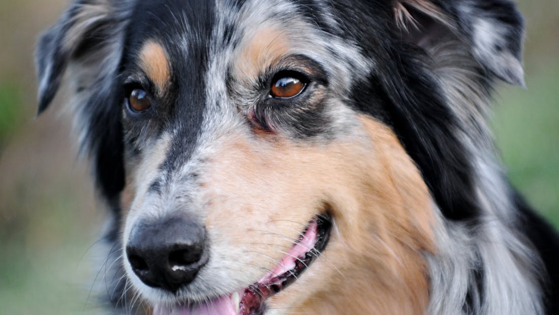 Australian Shepherd dog