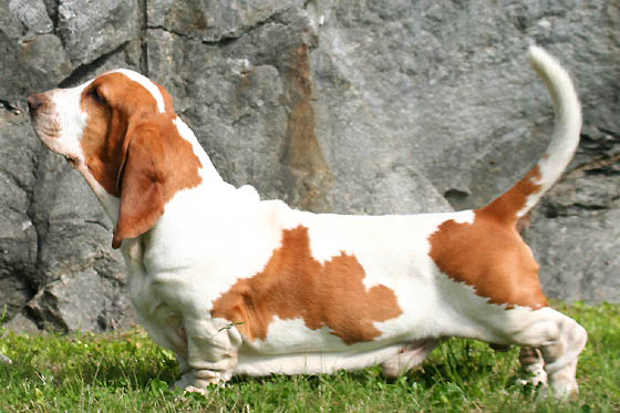 Basset Hound dog