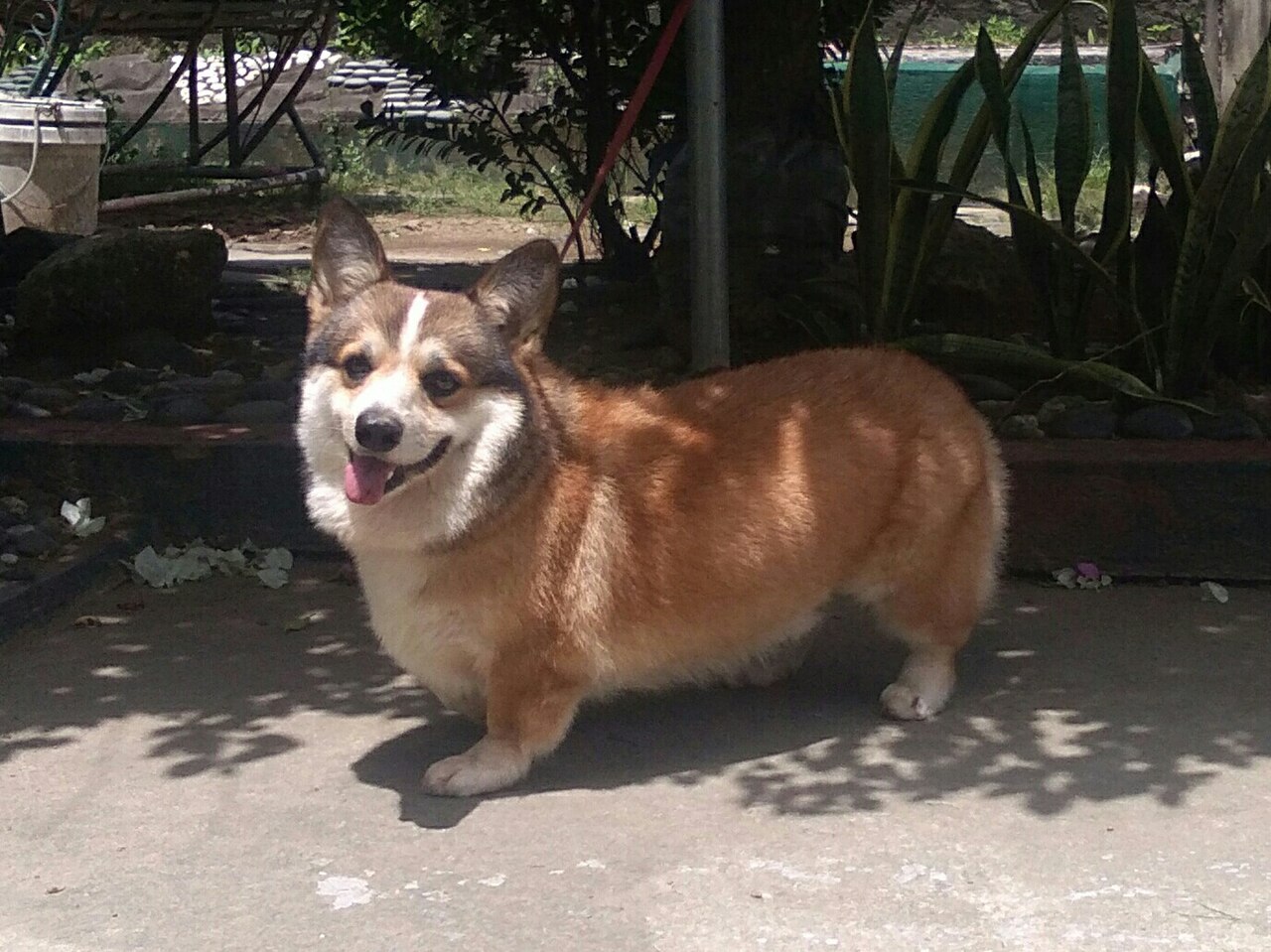 Pembroke Welsh Corgi dog