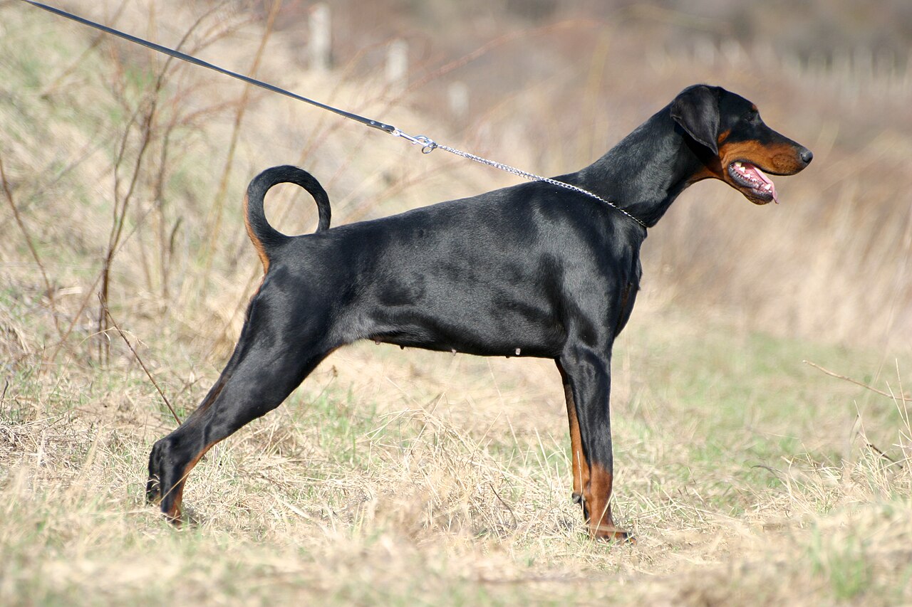 Doberman Pinscher dog