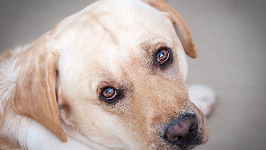 Labrador Retriever dog