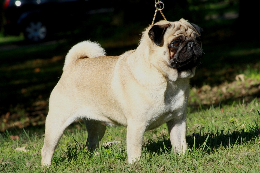 Pug dog