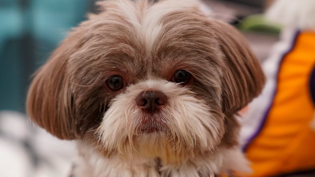 Shih Tzu dog
